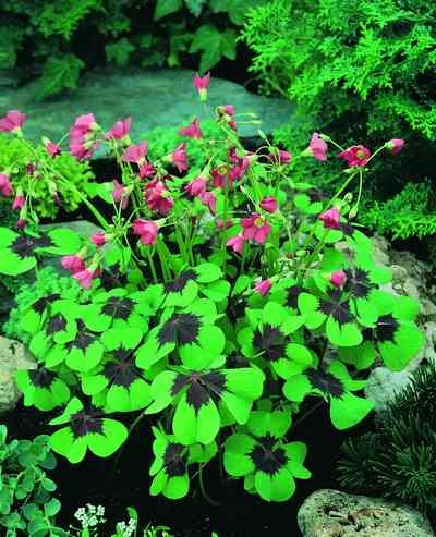 வரம் தருவதால் அது தாவரம்,விருத்தி அடையச் செய்வதால் அதற்கு விருட்சம்