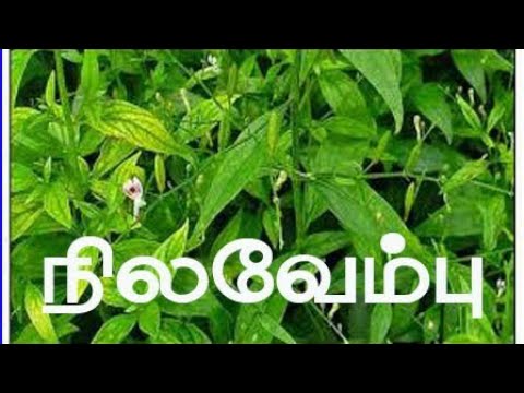 நிலவேம்புக்குடிநீர்-மருத்துவக் குணங்கள்-தயாரிப்பு முறை