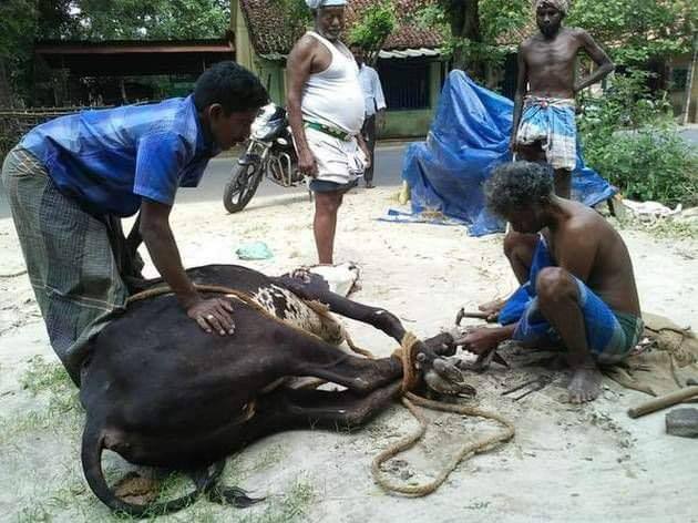 எங்கே இருக்கிறார்கள் லாடம் கட்டிகள்?