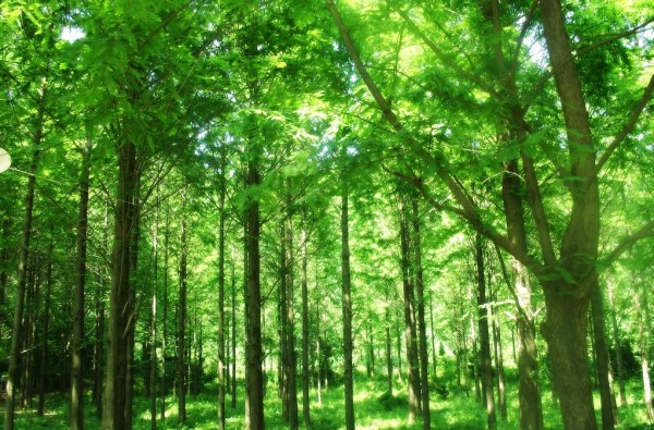 எது சொரக்கம்?