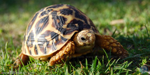 `ஆமைபோல் வேகம்கொள்’