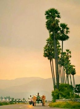 பனைமரம்