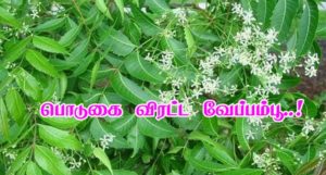 பொடுகை விரட்ட வேப்பம்பூ