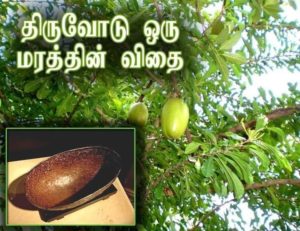 திருவோடு வரலாறு