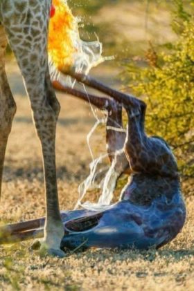 ஒட்டகச்சிவிங்கியின் பிறப்பு வித்தியாசமானது.