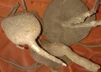 If you tie a tuber with the sky, it will cut!