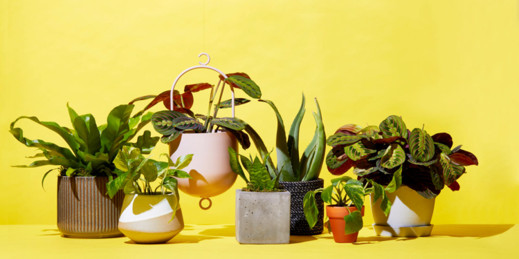 Thrushti will not even make you close.