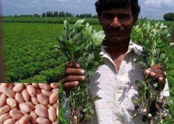 Groundnut