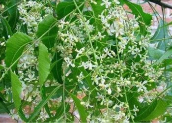 Neem flower is the miracle of the month of Panguni.