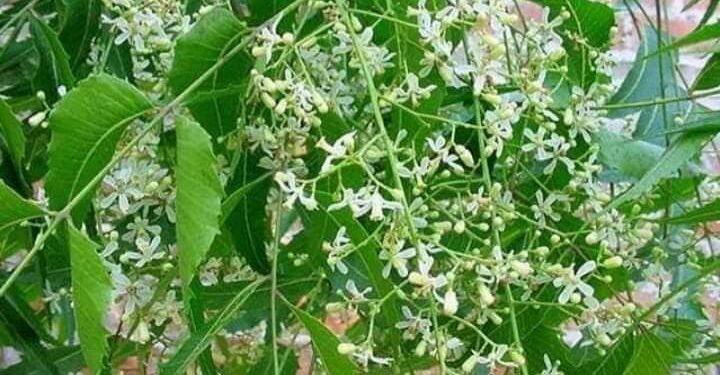 Neem flower is the miracle of the month of Panguni.