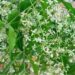 Neem flower is the miracle of the month of Panguni.