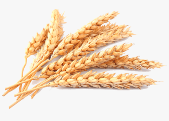 Rye food