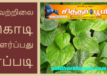 வெற்றிலை வளர்ப்பு