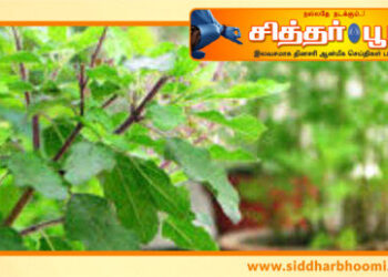 மகாவிஷ்ணுவிற்கு ஏன் துளசி ரொம்ப பிடிக்கும் தெரியுமா?