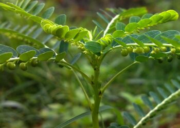 கீழாநெல்லி