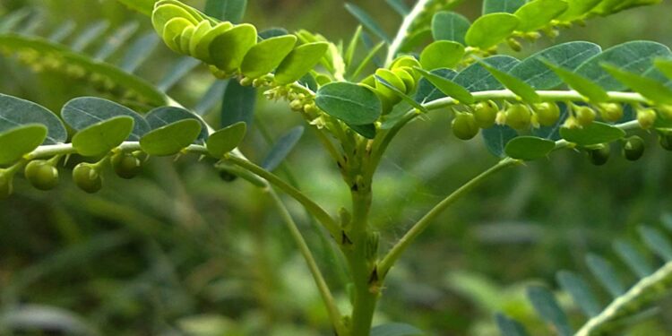 கீழாநெல்லி