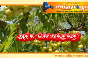 அதிக செல்வத்துக்கு?