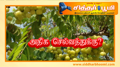 அதிக செல்வத்துக்கு?