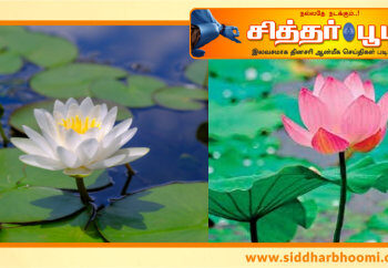 நல்லதை நடக்கவிடாமல் தடுக்கும் கெட்ட தேவதைகள் உங்களை விட்டு தெறித்து ஓட.