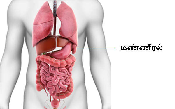 மண்ணீரல்…!!!