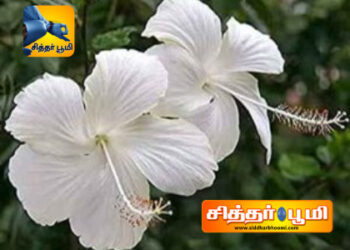 இது ஒரு நல்ல வழி.