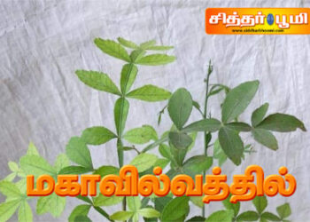 மகாவில்வத்தில்