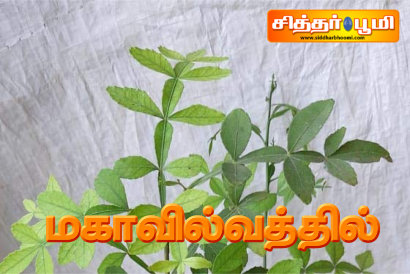 மகாவில்வத்தில்