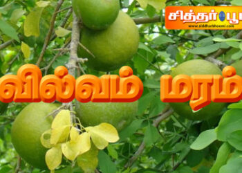 வில்வம் மரம்