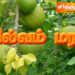 வில்வம் மரம்