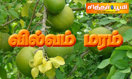 வில்வம் மரம்