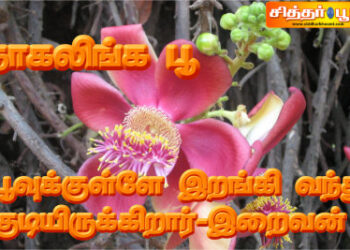 நாகலிங்க பூ