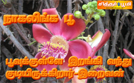 நாகலிங்க பூ