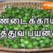 மருந்தாக சுண்டைக்காய்