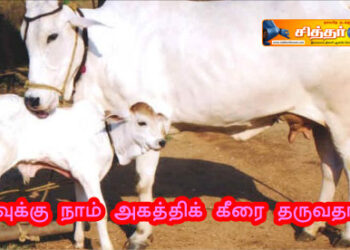 பசுவுக்கு நாம் அகத்திக் கீரை தருவதால்?