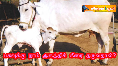 பசுவுக்கு நாம் அகத்திக் கீரை தருவதால்?