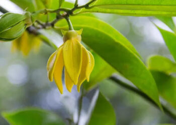 எப்போதுமே மகிழ்ச்சி