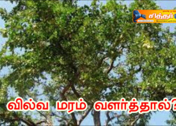 வில்வ மரம் வளர்த்தால்?