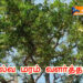 வில்வ மரம் வளர்த்தால்?