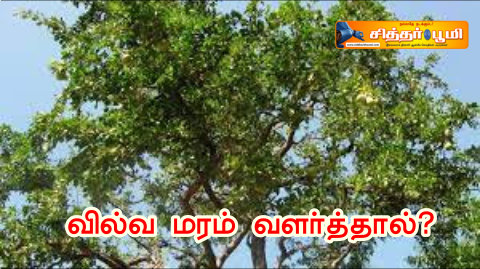 வில்வ மரம் வளர்த்தால்?