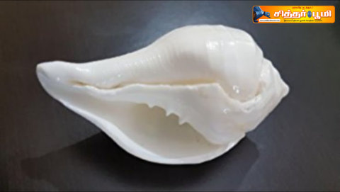 சங்குகள்