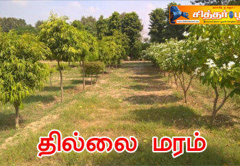 தில்லை மரம்