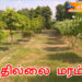 தில்லை மரம்