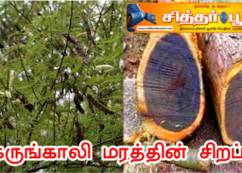 கருங்காலி மரத்தின் சிறப்பு