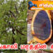 கருங்காலி மரத்தின் சிறப்பு