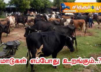 மாடுகள் எப்போது உறங்கும்..?