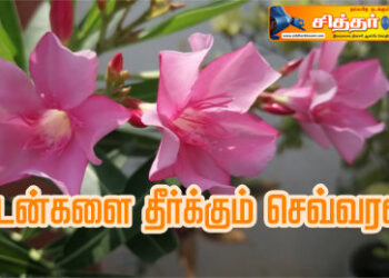 கடன்களை தீர்க்கும் செவ்வரளி