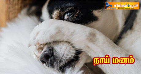 நாய் மனம்