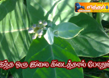 இந்த ஒரு இலை கிடைத்தால் போதும்