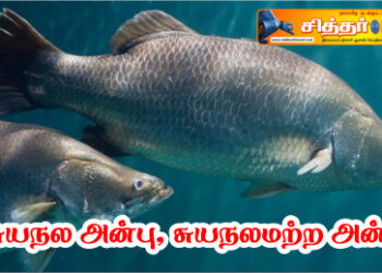 சுயநல அன்பு, சுயநலமற்ற அன்பு