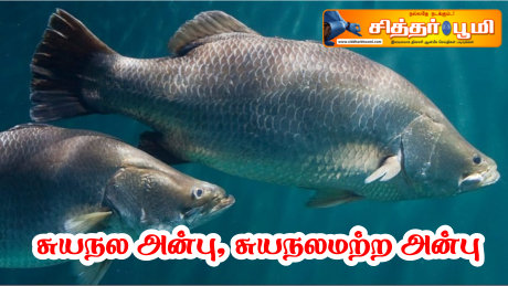 சுயநல அன்பு, சுயநலமற்ற அன்பு